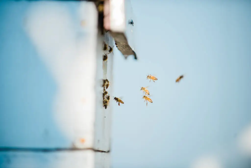 Bees flying