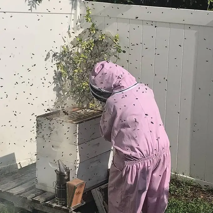 Tia beekeeping