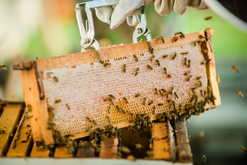 Beekeeping