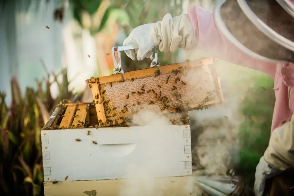 Tia working beekeeping