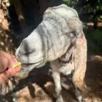 goat at Fandango